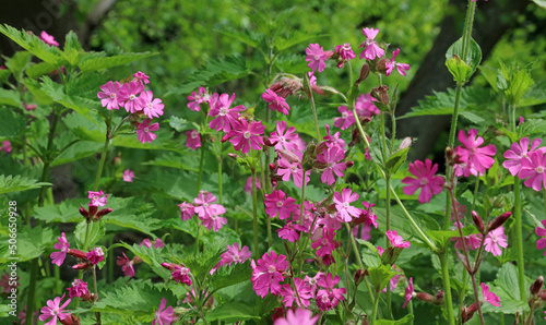 Patch of Red Campion flowers, Derbyshire England 