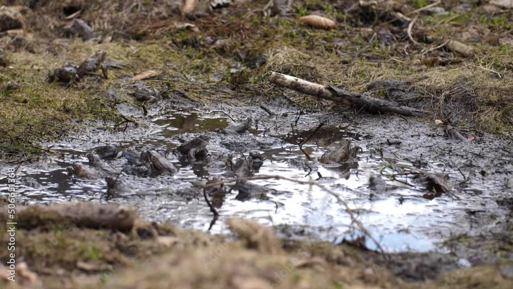 Army Of Frogs In Mud During Mating Season. slow motion Army Of Frogs In Mud During Mating Season. slow motion