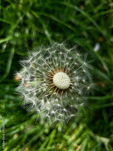 dandelion on green grass background