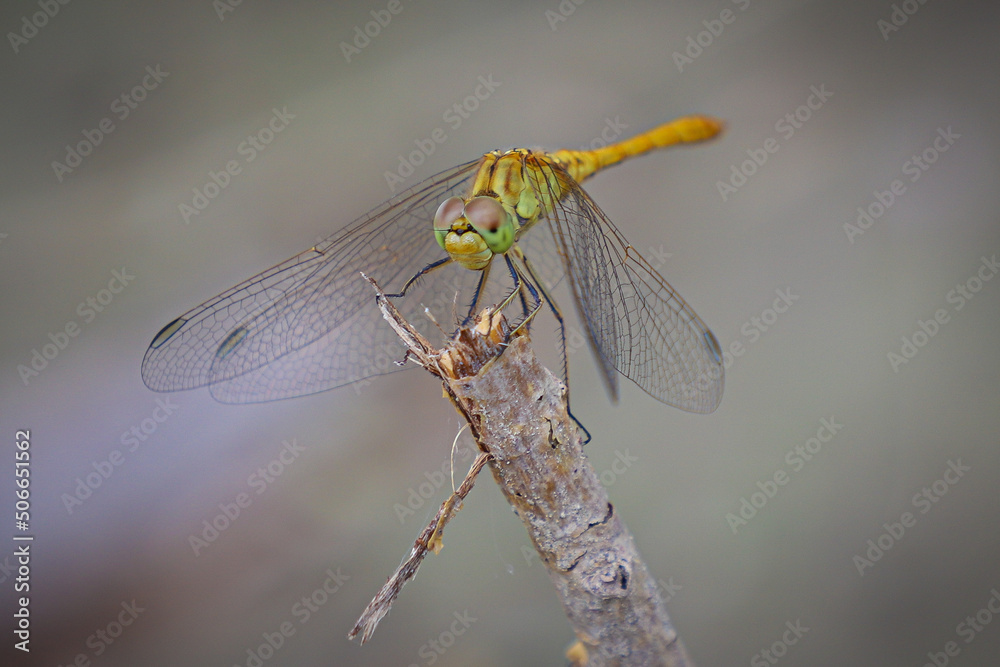 Macro shot of a dragonfly sitting on a branch. The background is blurry. Macro shot of a dragonfly sitting on a branch. The background is blurry.