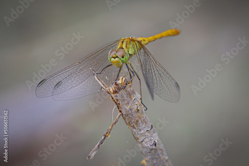 Macro shot of a dragonfly sitting on a branch. The background is blurry. © Ruslan