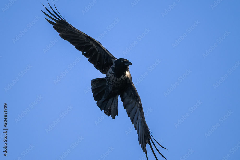 Obraz premium A carrion crow in flight blue sky
