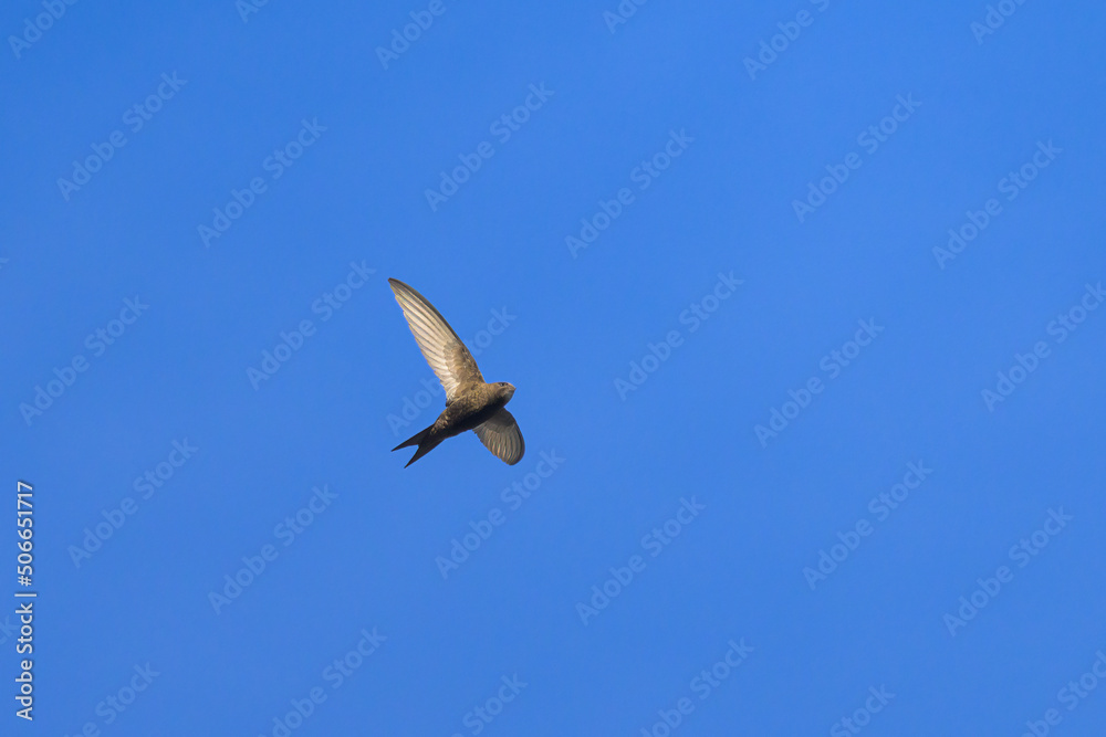 Obraz premium A common swift in flight blue sky