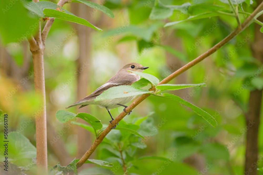 A European Pied Flycatcher sitting in a bush A European Pied Flycatcher sitting in a bush