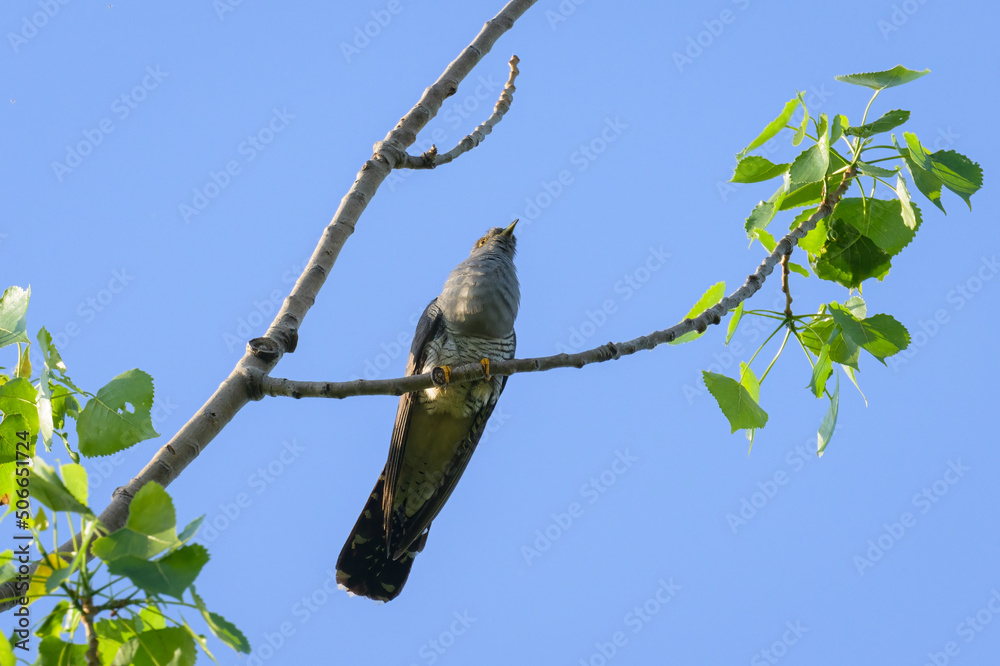 Obraz premium A common cuckoo sitting on a tree