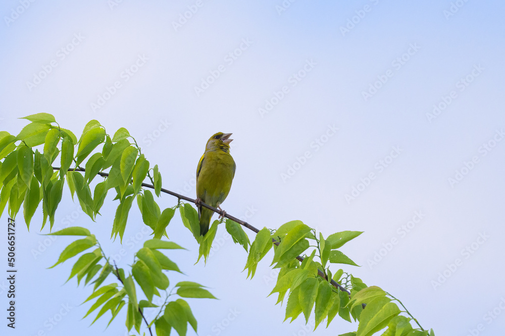 Fototapeta premium A European Greenfinch sitting on a tree