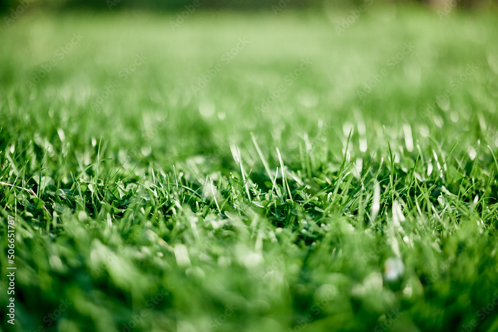 Fototapeta premium Fresh leaves of young green lawn grass close-up, clover and micro clover sprouts for landscape design and garden landscaping. Ecology and caring for nature as a way of life