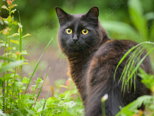 Portrait of a black cat with yellow eyes © Stefan
