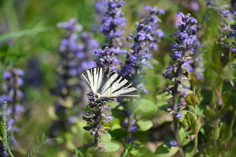 Scarce swallowtail butterfly close up on a flower Scarce swallowtail butterfly close up on a flower