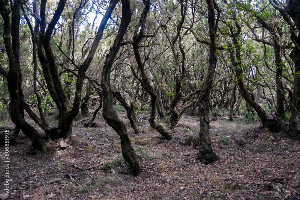 La Gomera, Canary Islands, Spain: the Garajonay National Park