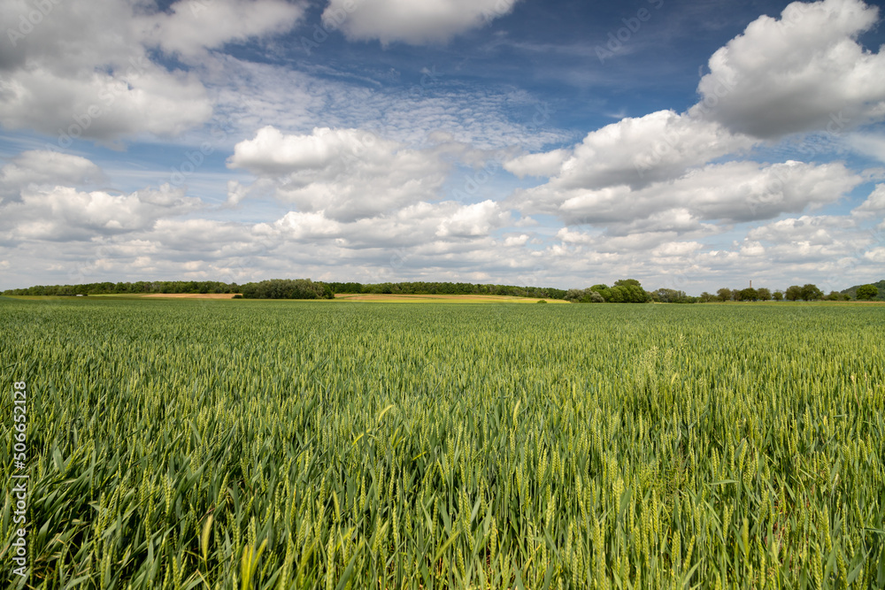 An agricultural field of wheat at the end of spring season under a typical Dutch dramatic cloudscape in the south of the Netherlands. The crop is almost ready to be harvested. An agricultural field of wheat at the end of spring season under a typical Dutch dramatic cloudscape in the south of the Netherlands. The crop is almost ready to be harvested.