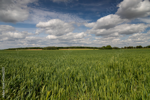 An agricultural field of wheat at the end of spring season under a typical Dutch dramatic cloudscape in the south of the Netherlands. The crop is almost ready to be harvested.