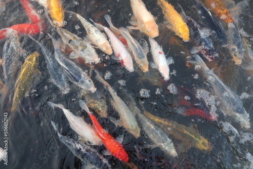  colorful Cyprinus carpio are swimming in the koi pound design for Aisa gardening design style