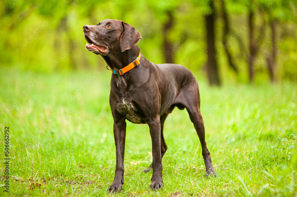 Hunting dog breeds forest, spring Hunting dog breeds forest, spring