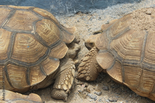 Two Yellow Sulcata Tortoise Turttle or African Spurred Tortoises, in a cage in Jatim Park, Malang, East Java Province. photo