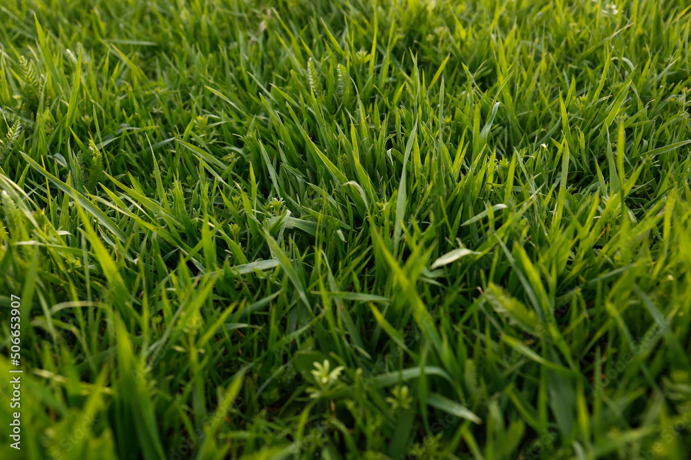 Green lawn with fresh grass outdoors, closeup Green lawn with fresh grass outdoors, closeup