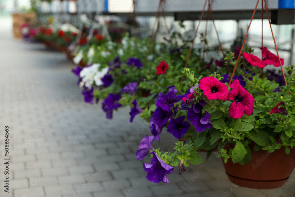 Obraz premium Hanging pots with beautiful blooming petunias in garden center. Space for text