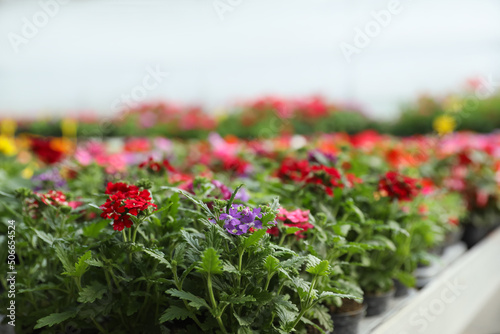 Many beautiful blooming plants in garden center