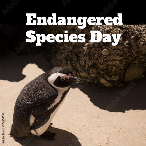 Digital composite image of endangered species day text and penguin standing on sandy beach