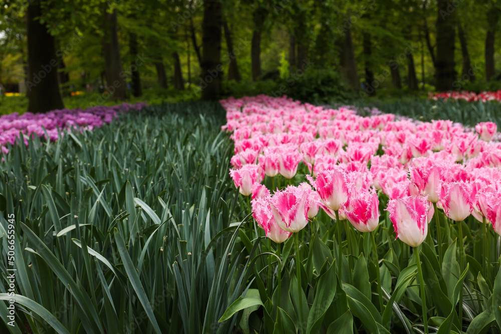 Many beautiful tulip flowers growing in park. Spring season Many beautiful tulip flowers growing in park. Spring season
