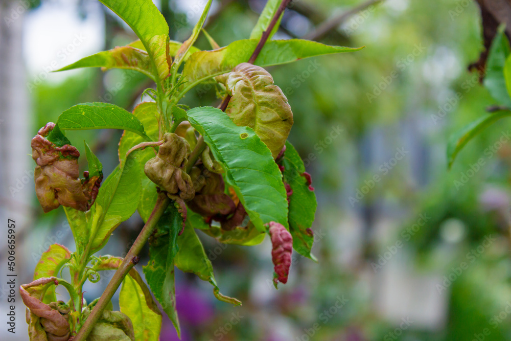 tree leaf disease, twisted peach tree leaves. tree leaf disease, twisted peach tree leaves.