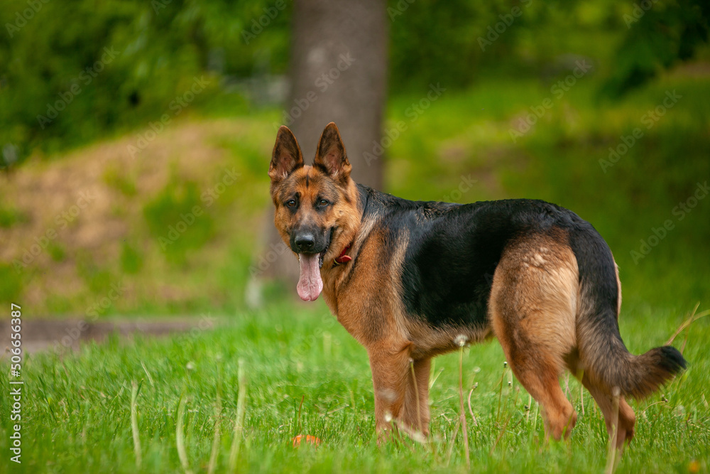 
german shepherd spring park flowers