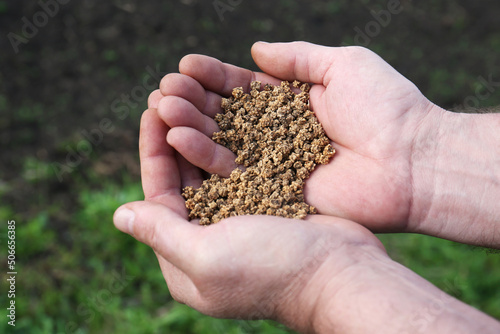 Man holding many beet seeds outdoors, closeup © New Africa