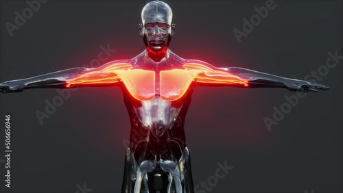 male anatomy of muscular system photo