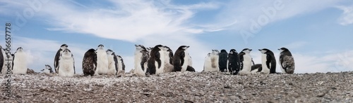 Zügelpinguin Kolonie (pygoscelis antartica) – Antarktis Deception Island