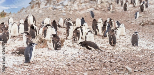 Zügelpinguin (PYGOSCEUS ANTARTICA) Kolonie auf Half Moon Island auf den Süd-Shettland-Inseln vor der Antarktis photo