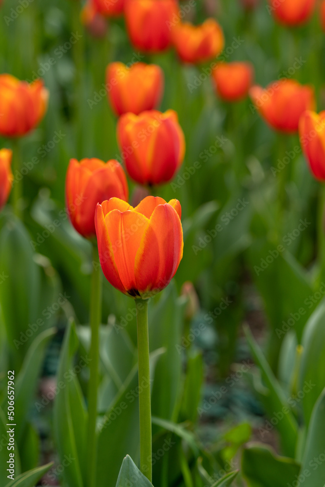 Field of beautiful red tulips flowers blooming in spring garden, outdoors.