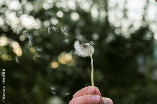 wind blowing away dandelion seeds in Tyrol