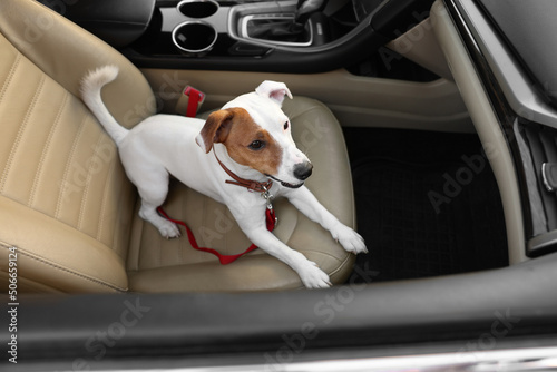 Jack Russel Terrier in car. Adorable pet © New Africa