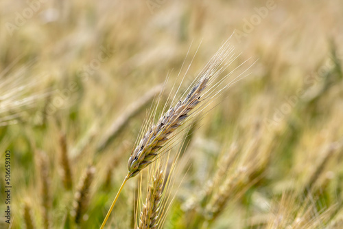 Hordeum vulgare barley tall stem and seeds in golden yellow color before harvesting on the field, ripening agricultural cereal