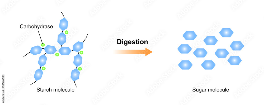 Starch Vector Vetor de Scientific Designing of Starch Digestion. Hydrocarbase Enzyme ...
