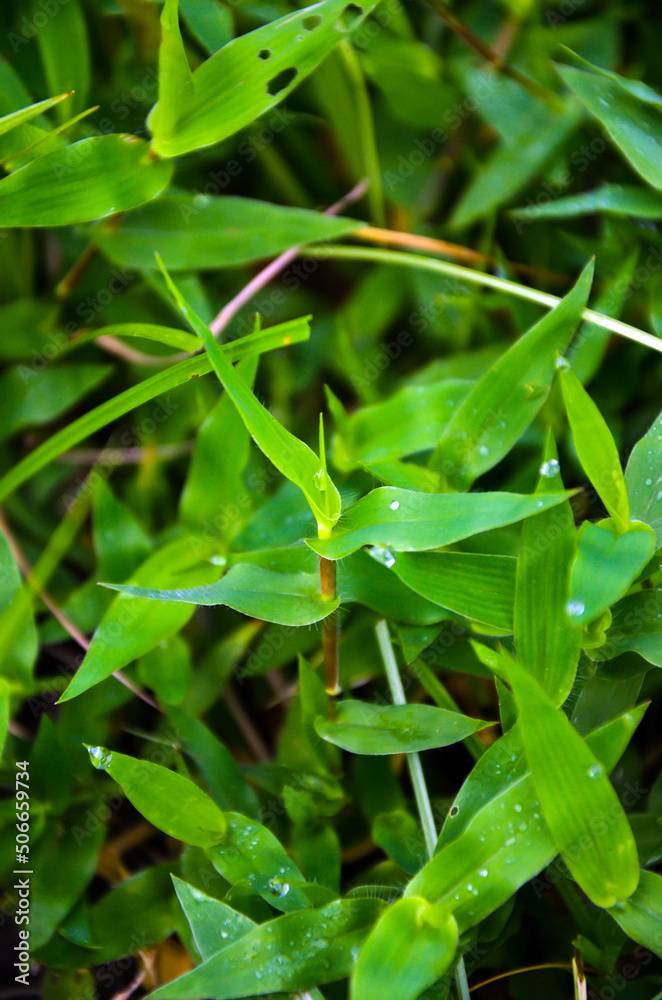 Beautiful arthraxon hispidus, small carpet grass or hairy jointgrass grown in the jungle. Dichanthelium clandestinum or deertongue grasses bush in the field Beautiful arthraxon hispidus, small carpet grass or hairy jointgrass grown in the jungle. Dichanthelium clandestinum or deertongue grasses bush in the field