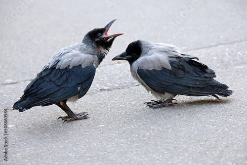 Two black hooded crows are crying on the street. Life of city birds, allegory of a family quarrel photo