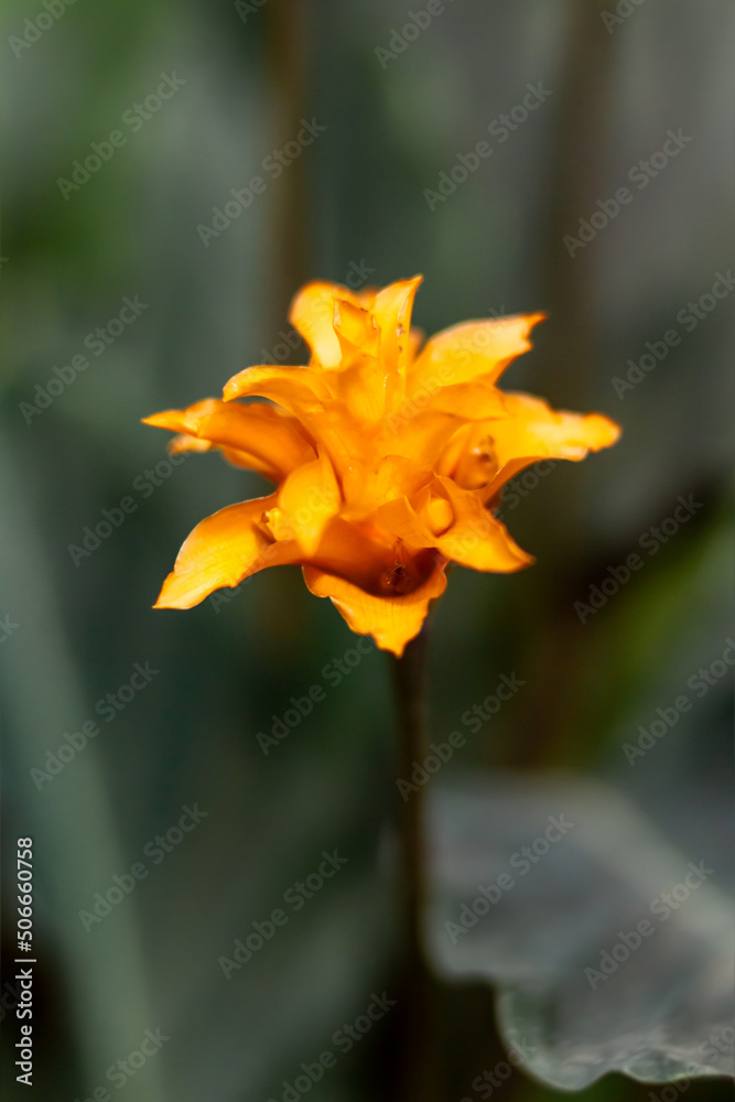 Goeppertia crocata or Calathea crocata, the saffron-coloured calathea. Beautiful orange flower with green leaves. Goeppertia crocata or Calathea crocata, the saffron-coloured calathea. Beautiful orange flower with green leaves.