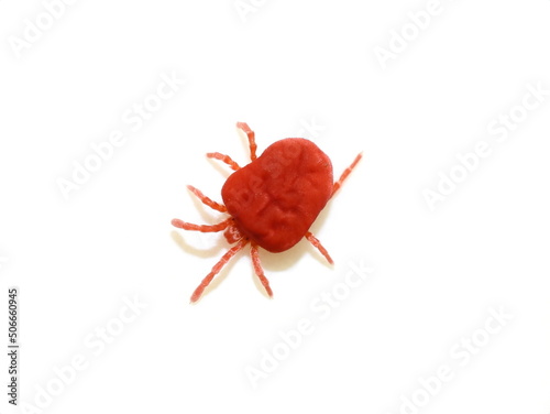Red velvet mite trombidium isolated on white background photo