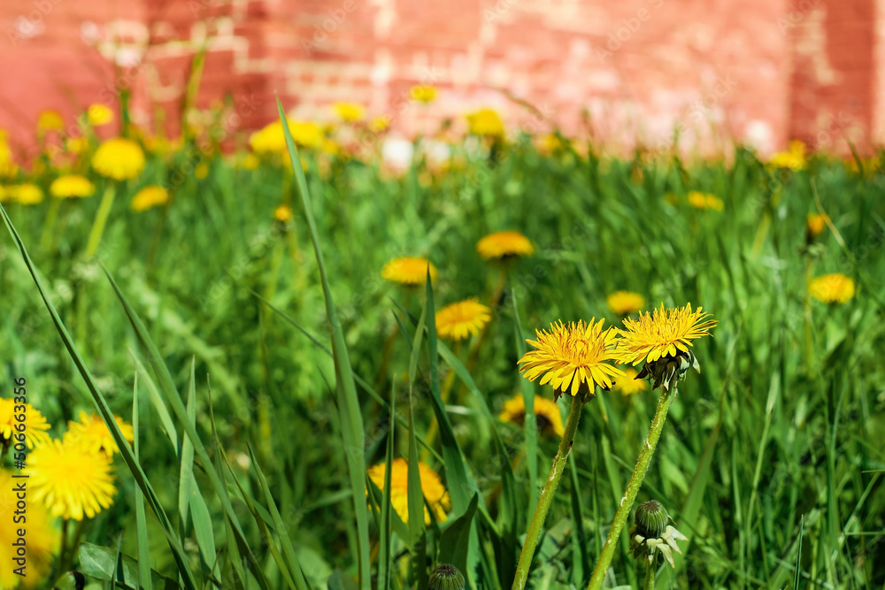 Blooming bright yellow dandelions against the background of the old red wall of the house, blurred background, selective focus. Ecology, care for nature. fresh wallpaper idea Blooming bright yellow dandelions against the background of the old red wall of the house, blurred background, selective focus. Ecology, care for nature. fresh wallpaper idea