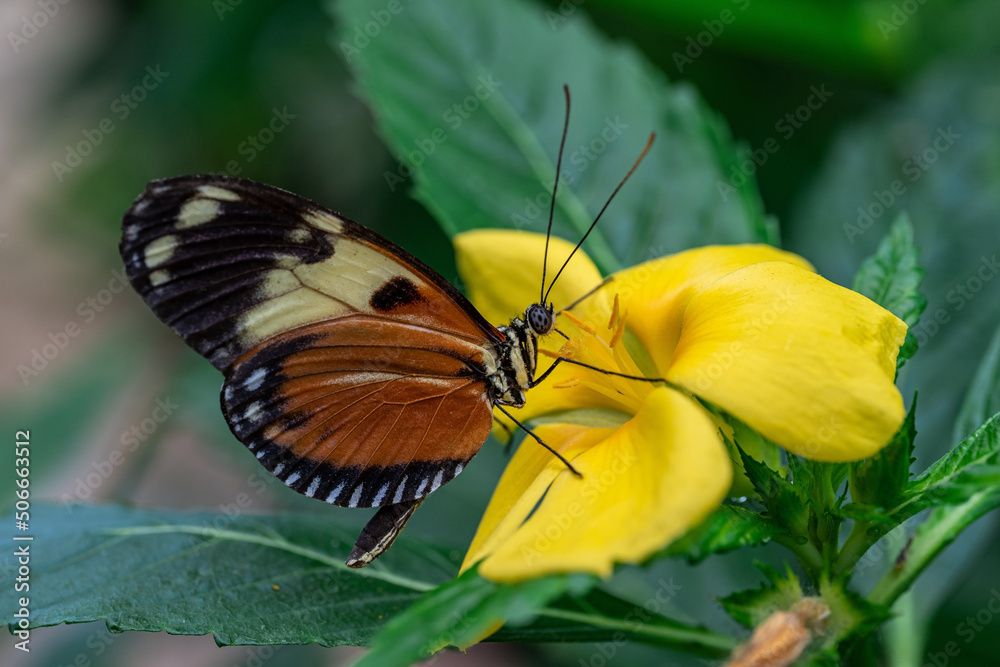 Obraz premium butterfly covering itself with pollen as it feeds on a yellow flower