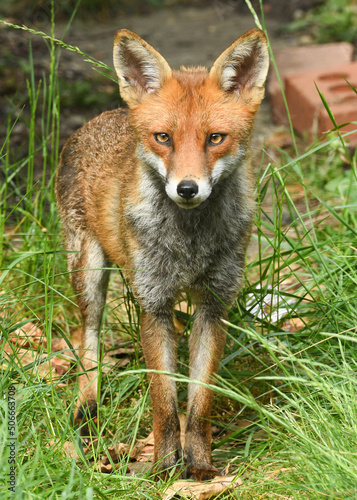 Fox in the Garden © st_matty