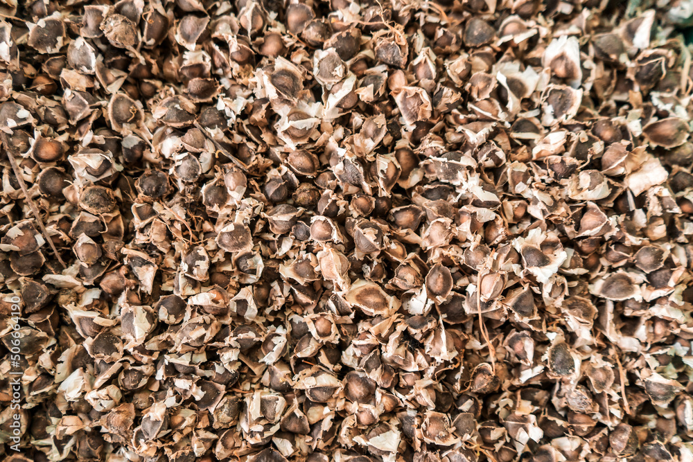 Background of moringa seeds used for chicken feed or natural medicine treatments in Nicaragua, Central America Background of moringa seeds used for chicken feed or natural medicine treatments in Nicaragua, Central America