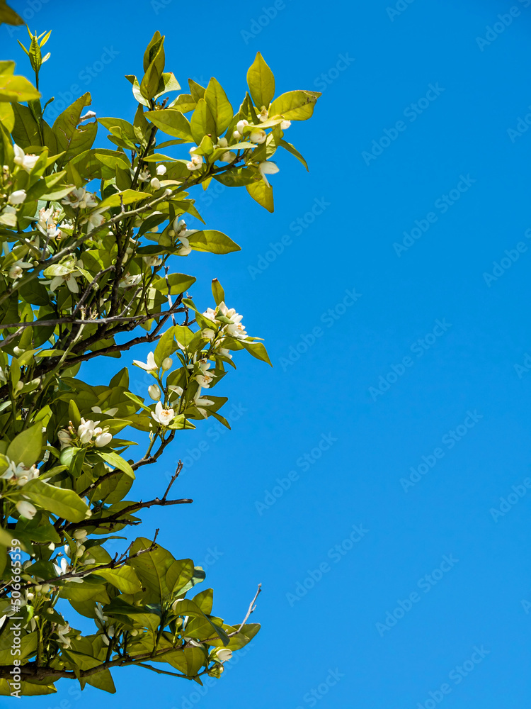 Blooming tangerine tree. A large number of white flowers on the branches of a tree among green foliage against a blue sky. Bright sun. Beautiful nature. Vertically. Copy space.