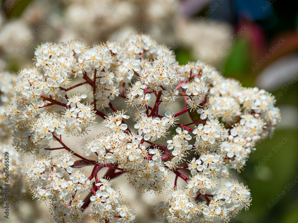 Close-up of small blooming white flowers growing in clusters. A large group of flowers in the bright sun during the day. View from above. Close-up of small blooming white flowers growing in clusters. A large group of flowers in the bright sun during the day. View from above.