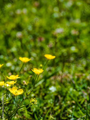 Close-up of flowering meadow yellows in a field in a meadow. Against the background of green grass. Beautiful wallpaper. Copy space. Design. Place for the test.