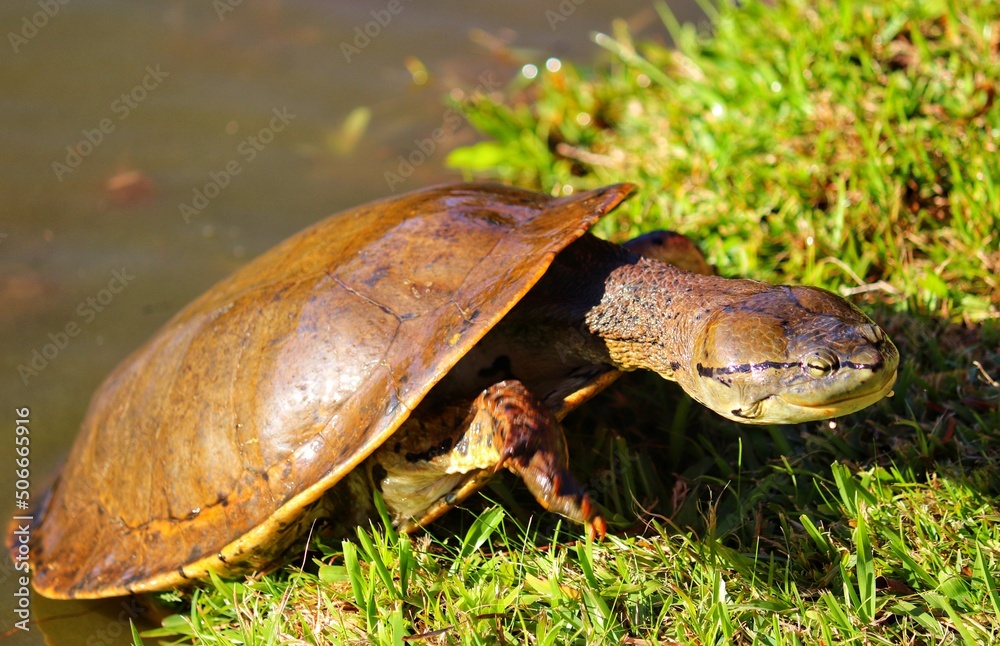 Obraz premium Photograph of a beautiful turtle on the shores of the lake.