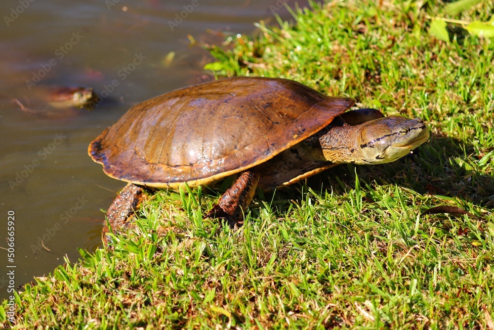 Obraz premium Photograph of a beautiful turtle on the shores of the lake.