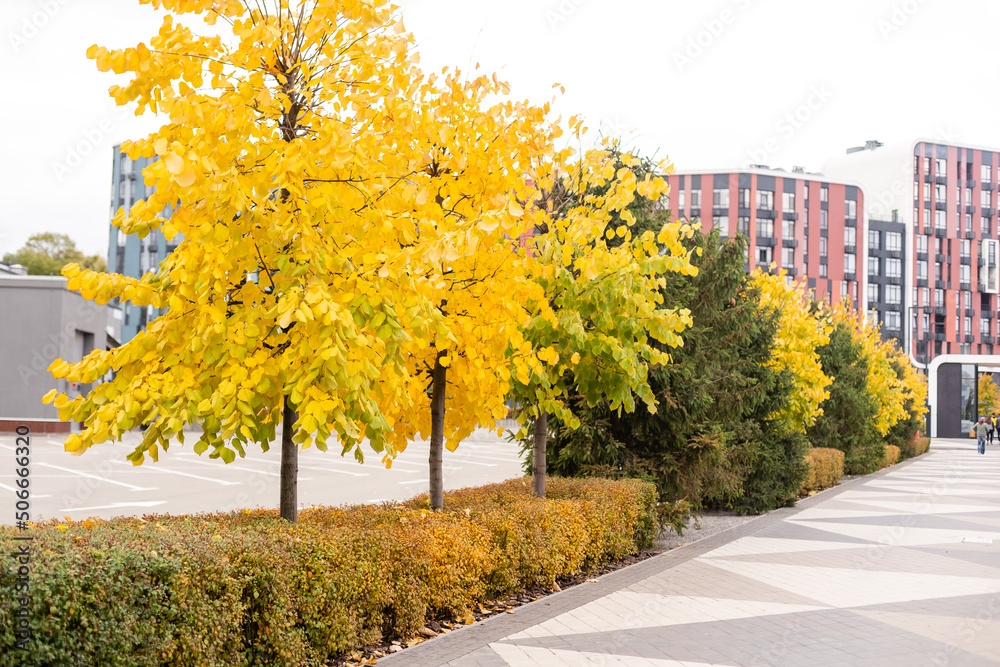 Naklejka premium Park alley with beautiful green, yellow and orange trees