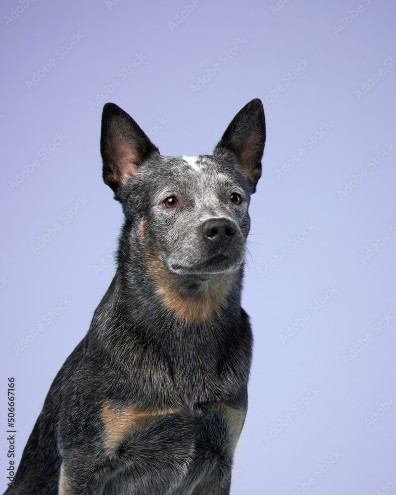 australian heeler on a color background. purebred dog posing in studio australian heeler on a color background. purebred dog posing in studio